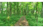 Van Buren County, Michigan farmland - LAND AUCTION - 194+/- ACRES OFFERED IN 5 TRACTS IN VAN BUREN COUNTY, MICHIGAN